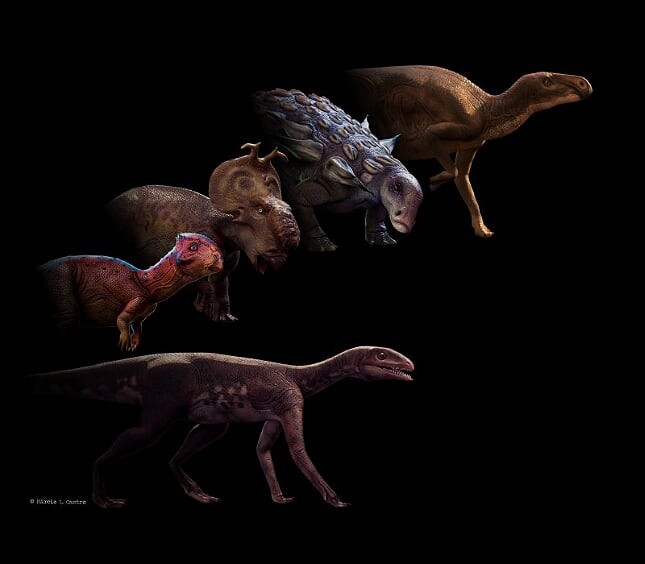 Diversos tipos de ornitísquios (Foto: Márcio L. Castro/Rodrigo Temp Müller)