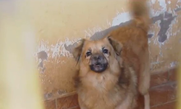 Voluntários que resgatam animais de rua pedem ajuda para continuar o trabalho em Uberlândia; saiba como doar