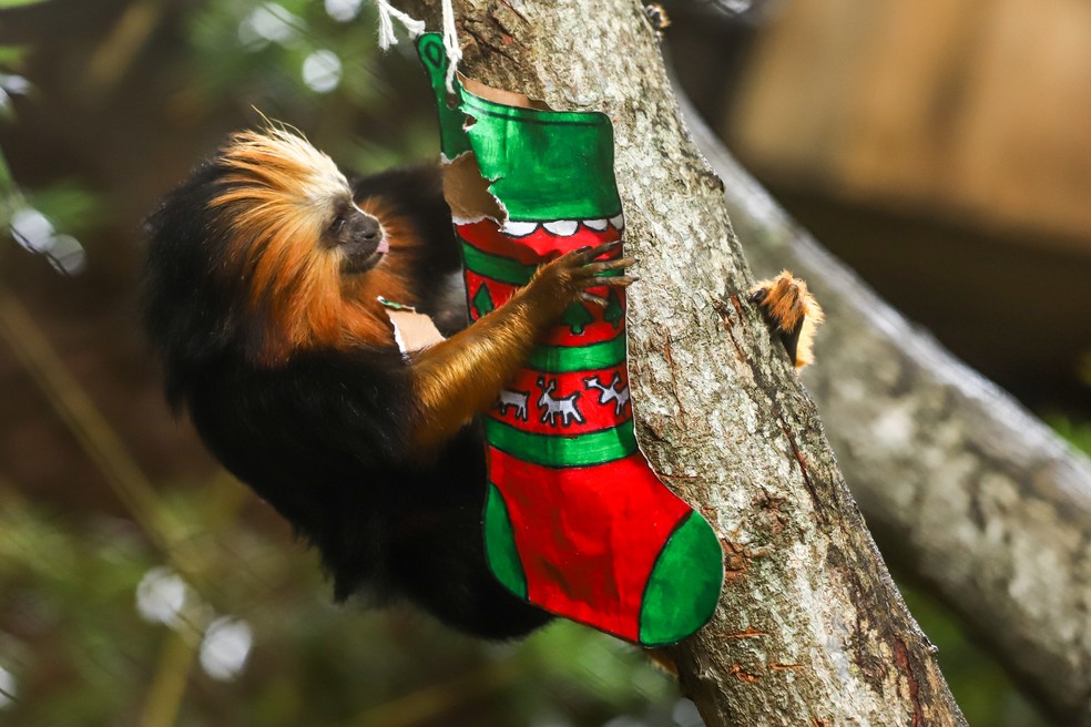 Animais do Zoológico de Brasília ganham 'presentes de Natal' — Foto: Marcella Lasnaeux/Zoológico de Brasília