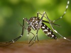 SC tem um caso de dengue e outro de febre chikungunya em 2017, diz Dive