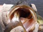Biólogos capturam peixe no momento em que ele devorava outro
