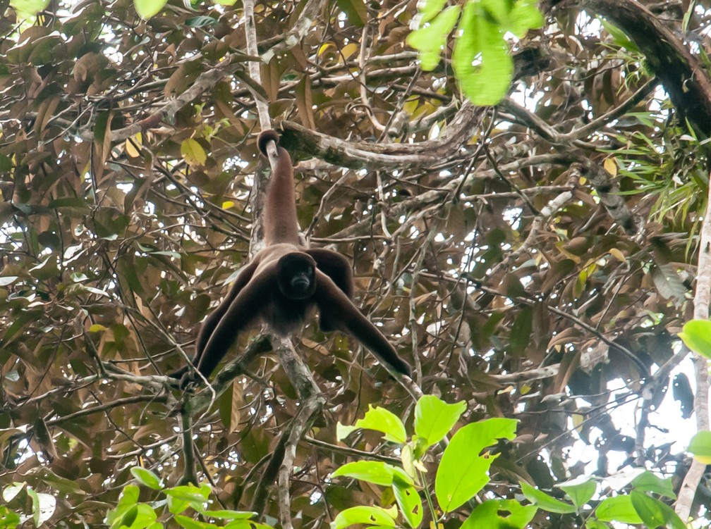 Grupo fez armadilhas fotográficas para captar imagens de primatas  — Foto: Hugo Costa/Arquivo pessoal 
