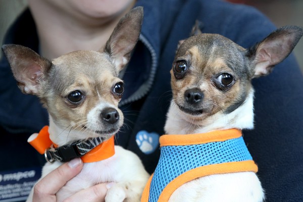 Dois chihuahuas (Foto: Getty Images)