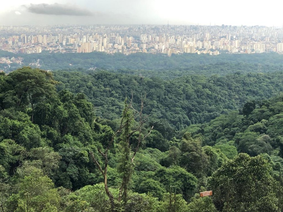 A vista de São Paulo do alto da serra da Cantareira — Foto: Globo Repórter