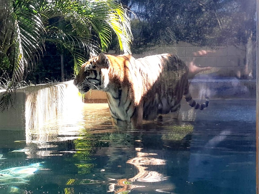 Recinto do tigre-de-bengala no zoo de Bauru contava com um tanque de água — Foto: Cláudia Ladeira/Zoo de Bauru