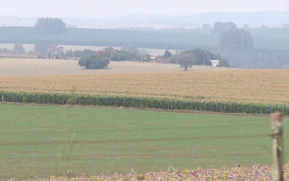 Aeronave fez pouso em milharal da propriedade rural (Foto: Reprodução/ TV TEM)