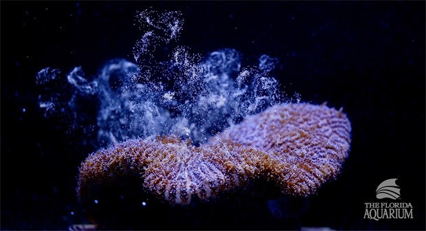 Coral cultivado em laboratório pode salvar recifes da extinção (Foto: Reprodução)