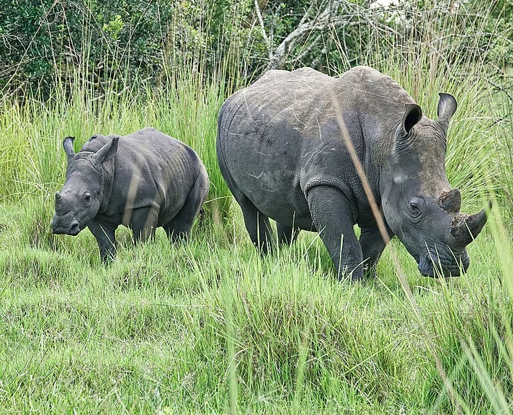 Filhotes de rinocerontes ficam por até no útero da mãe (Foto: Tumwinekenneth / Wikimedia Commons / CreativeCommons)
