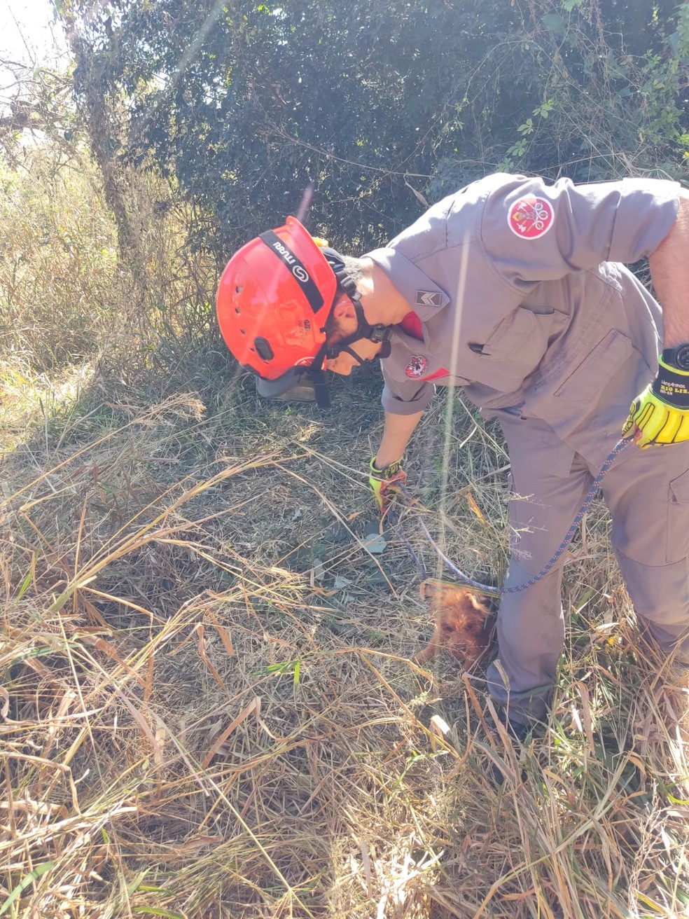 Após o resgate, o cachorro foi devolvido à dona — Foto: Corpo de Bombeiros/Divulgação