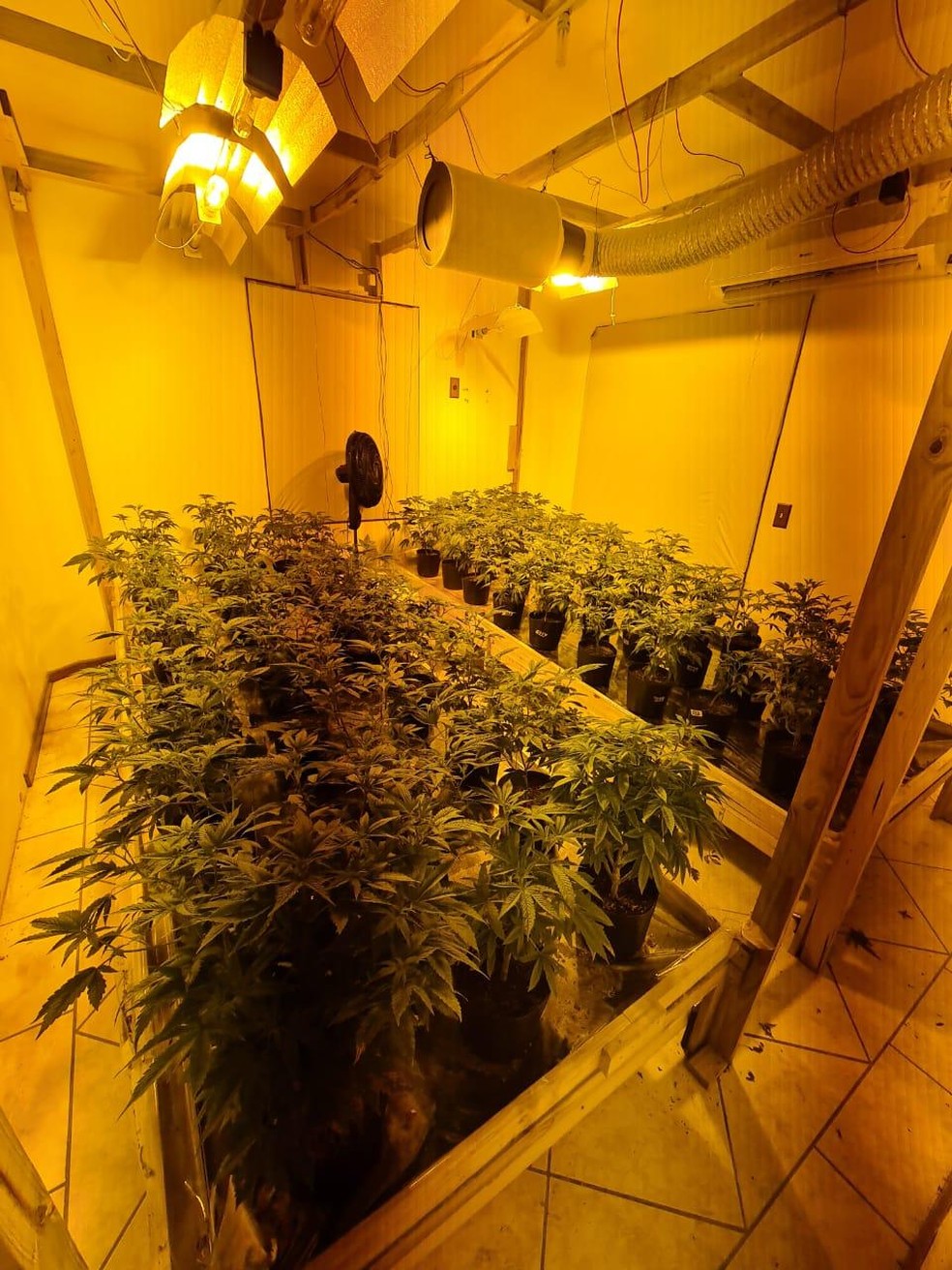 Pês de maconha estavam em residência de Florianópolis  — Foto: PM/Divulgação