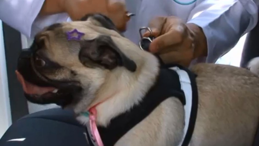 Para ser transportado no carro, o pet deve ser preso por um cinto de segurança específico — Foto: EDUARDO ANDRADE/RPC Guarapuava 