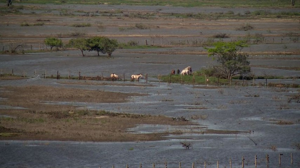 Propriedades reduzem criaÃ§Ãµes de animais apÃ³s alagamento, no norte do ES â Foto: ReproduÃ§Ã£o/ TV Gazeta 