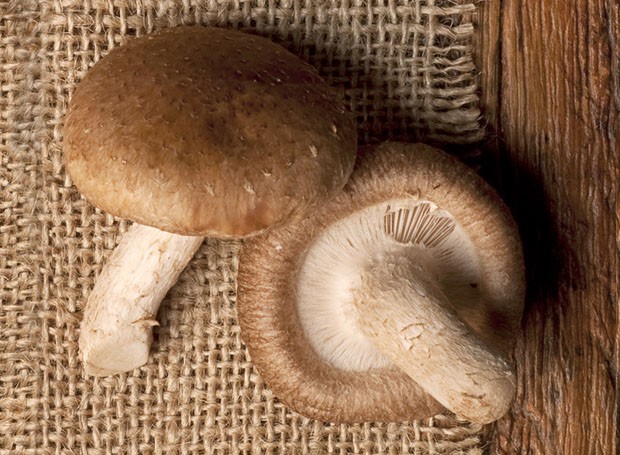 Conheça os diferentes tipos de cogumelos: Shitake (Foto: Iara Venanzi/Editora Globo)