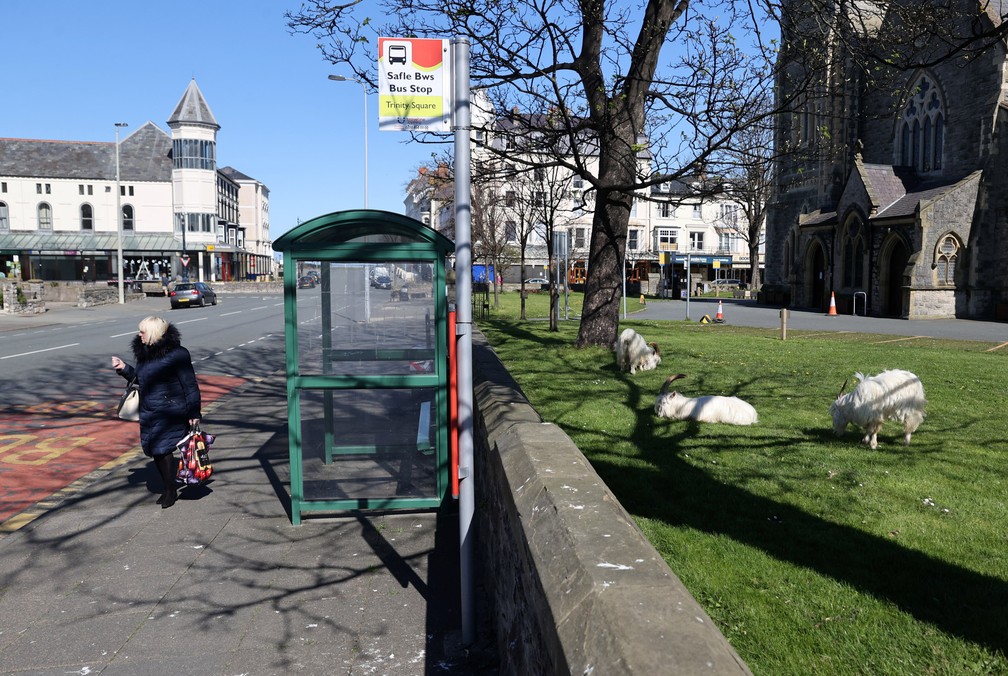 Bodes e cabras tomam sol do lado de fora de uma igreja em Llandudno, no País de Gales, nesta terça (31), durante isolamento para evitar a propagação da doença por coronavírus (COVID-19) — Foto: Carl Recine/Reuters
