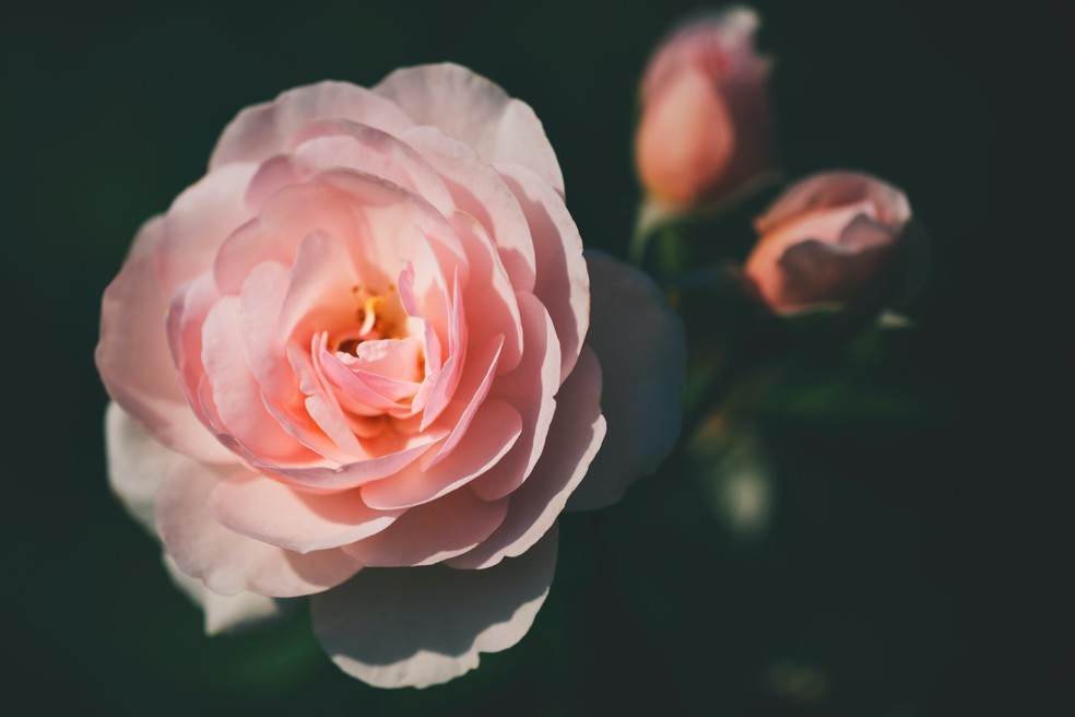 A Rosa encanta pela beleza e suas pétalas também podem dar sabor a pratos — Foto: Reprodução da Internet