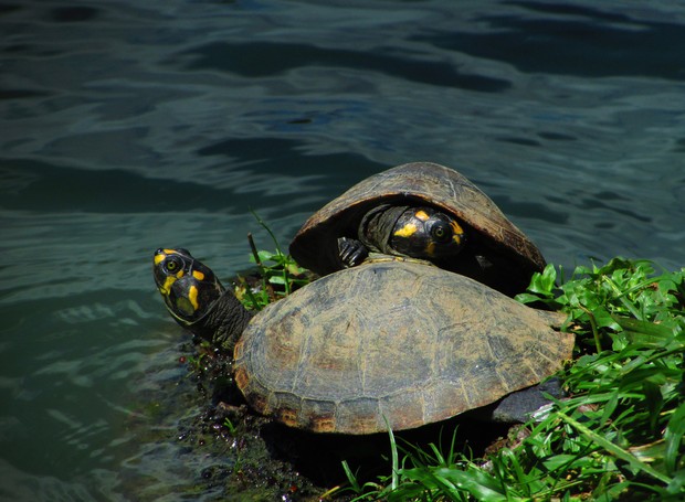 A saúde das tartarugas em tal reserva indica que a área tem cumprido o seu papel de proteção ambiental (Foto: Unsplash / Cláudia Vilaroua / CreativeCommons)