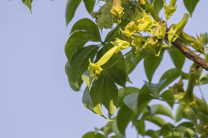 Apesar do nome popular e do parentesco, o ipê verde pertence a um gênero diferente dos ipês roxo e amarelo  (Foto: Flickr / Ambientalista e fotógrafo amador / Creative Commons)