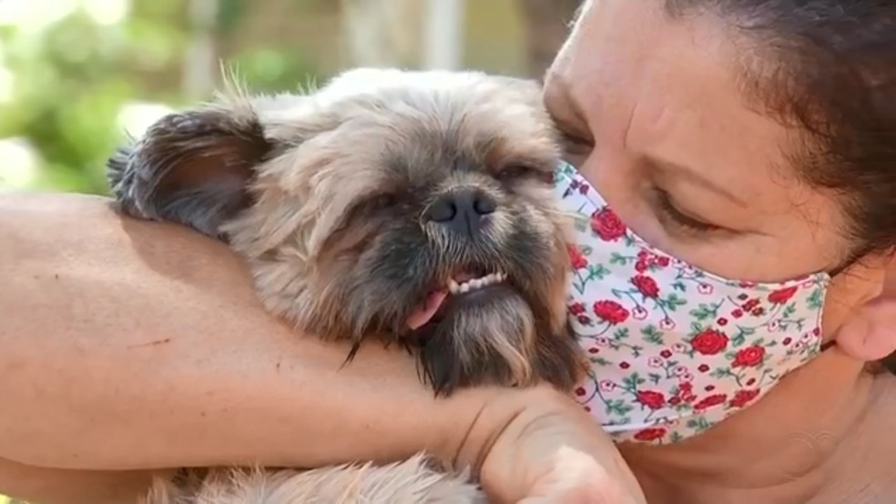 Cãozinho recebendo carinho da tutora em Novo Horizonte  — Foto: Reprodução/TV TEM 