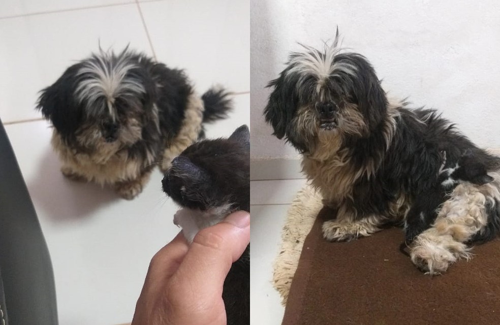 Instinto materno aproximou cachorra e filhote de gato em Paranapanema — Foto: Lucas Henrique Barbosa/Arquivo pessoal