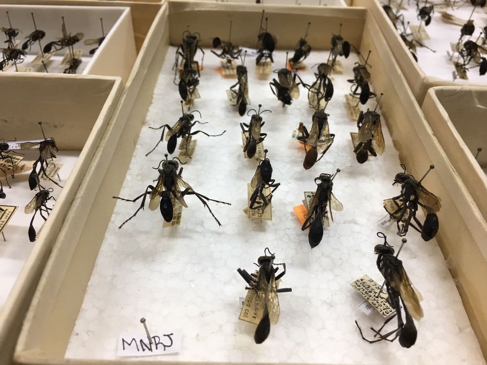Uma etiqueta na coleÃ§Ã£o menciona o Museu Nacional, ao qual a coleÃ§Ã£o de vespas pertence.  (Foto: Diogo Nolasco)