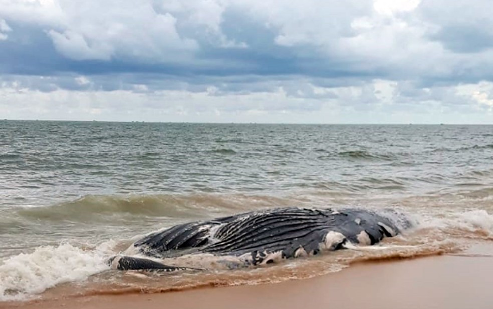 Imagens da baleia na costa da praia foram registradas por bióloga nesta sexta (Foto: Lúcia Ângelo/Arquivo pessoal)