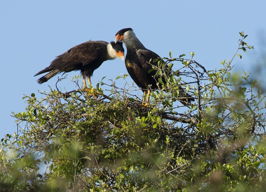 Aves são observadas pelos visitantes do evento Avistar-Rio