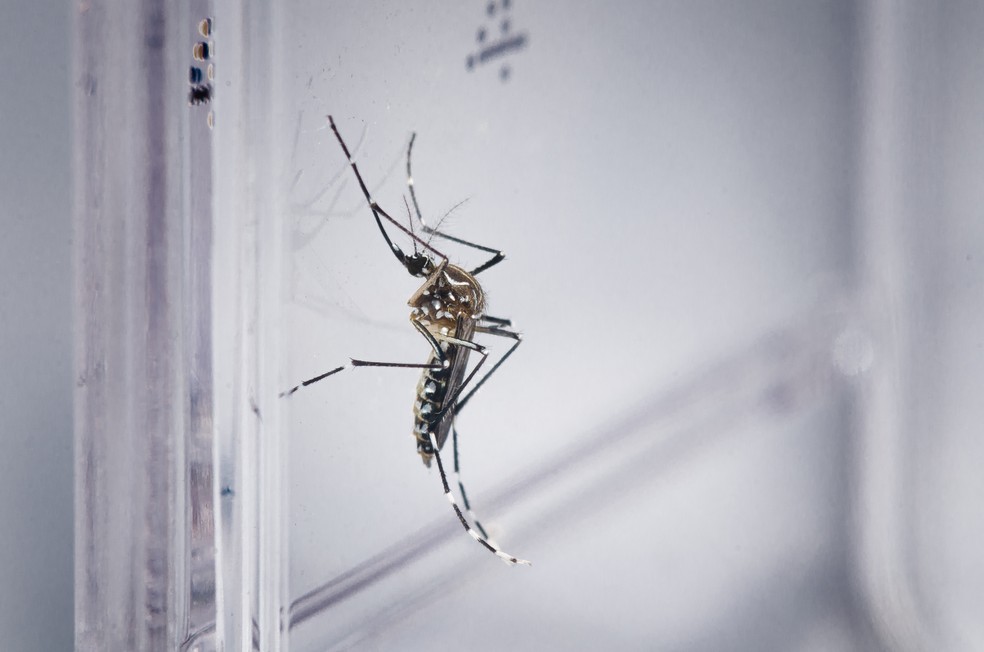 Aedes aegypti é o mosquito transmissor da dengue. — Foto: Rodrigo Méxas e Raquel Portugal/Fundação Oswaldo Cruz/Divulgação