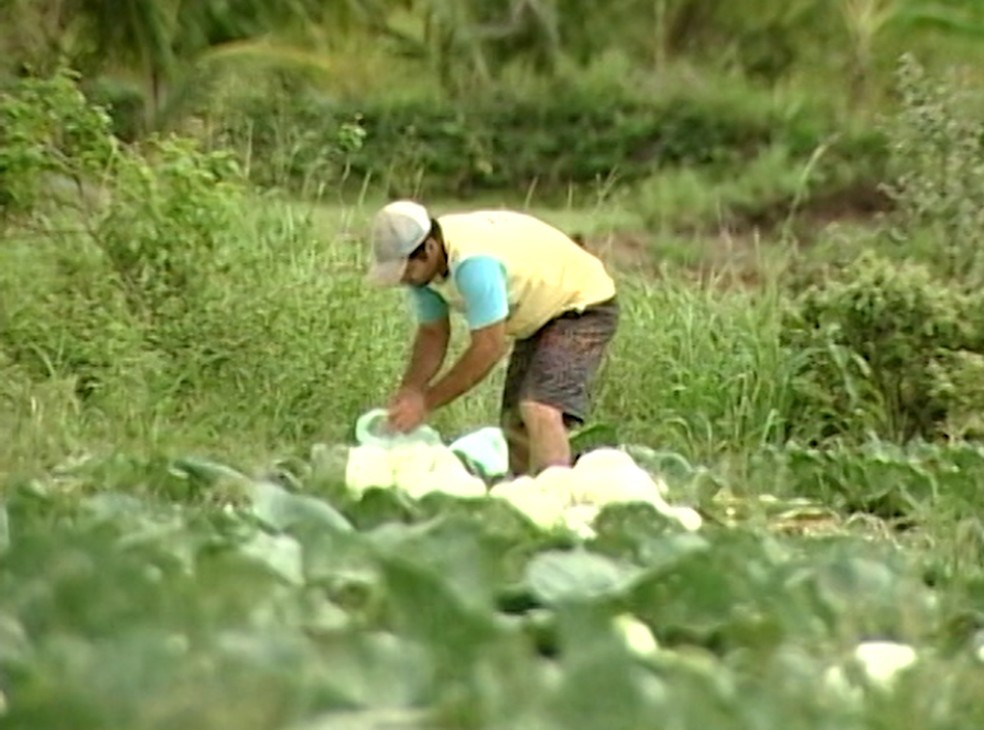 Setor agropecuário tem bom desempenho em 2020, o que pode segurar mais a economia — Foto: Reprodução/TV Bahia