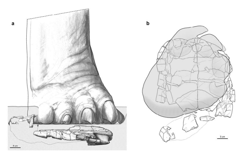 Reconstituição do momento em que a tartaruga foi pisoteada por dinossauro com pata parecida com a de um elefante  (Foto: Swiss Journal of Geosciences)