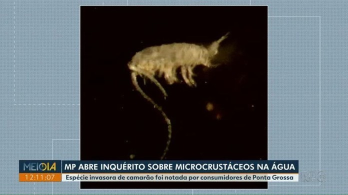 Mp Pr Abre Inquerito Para Investigar Microcrustaceos Na Agua Em Ponta Grossa Campos Gerais E Sul G1