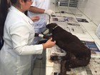 Cachorro enterrado vivo é resgatado por voluntários em Maceió