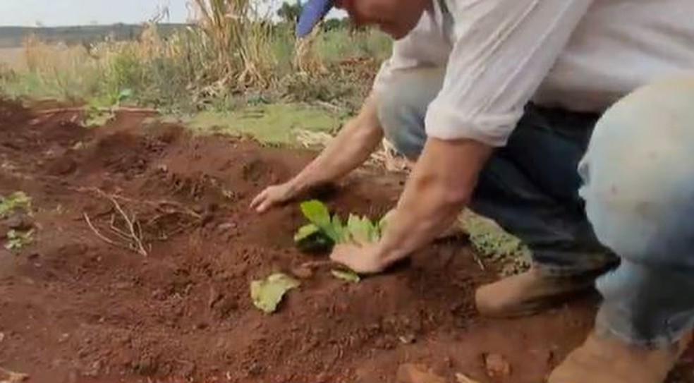 Produtor enterra mudas de café para protegê-las do frio no Paraná — Foto: RPC