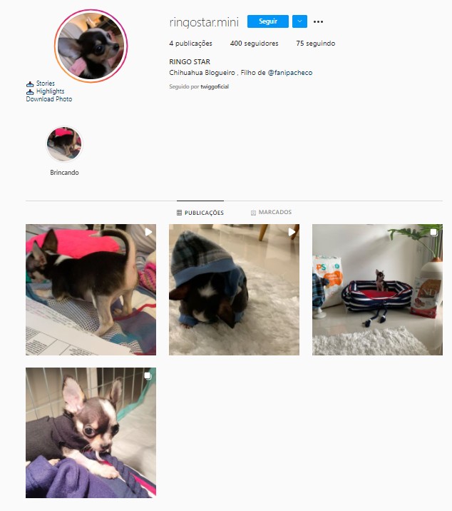 Fani Pacheco criou um perfil no Instagram para o chiuaua Ringo Star  (Foto: Reprodução/Instagram)