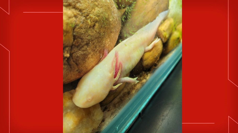 Axolote é exposto no Zoológico de Brasília — Foto: Zoológico de Brasília/Divulgação