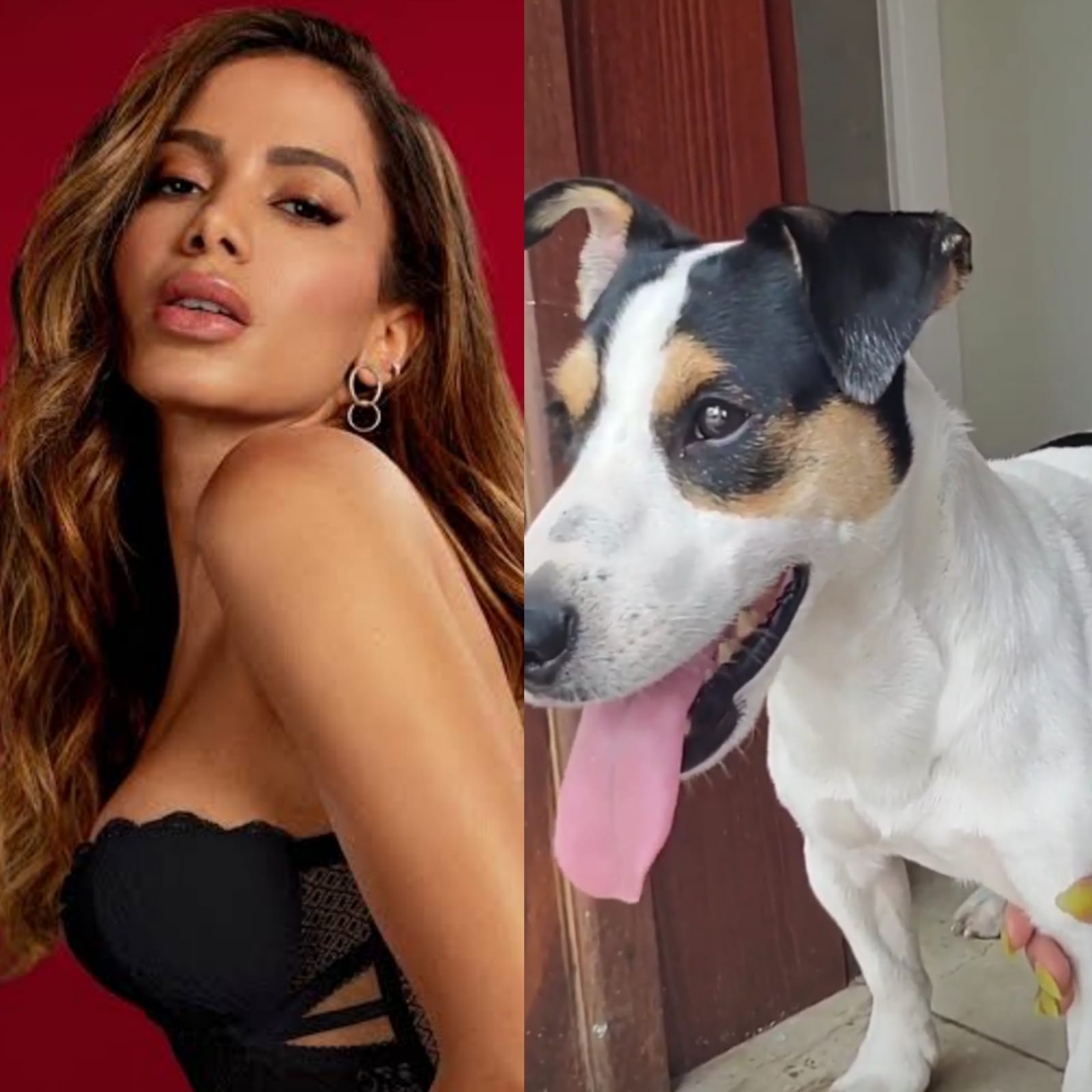 Anitta encontra cão perdido (Foto: Reprodução/Instagram)