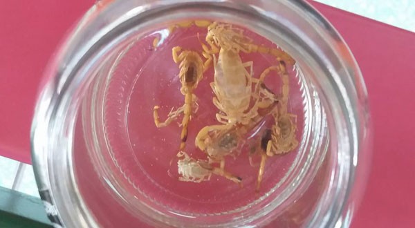 Escorpiões encontrados em creche que atende bebês a partir de 4 meses (Foto: Reprodução Facebook)