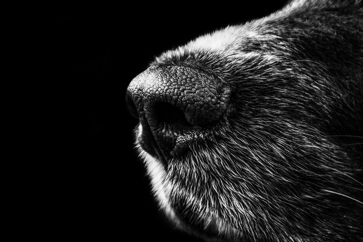 O olfato dos cães surdos e cegos deve ser estimulado de diferentes formas pelo tutor  (Foto: Pexels/ Pixabay/ CreativeCommons)