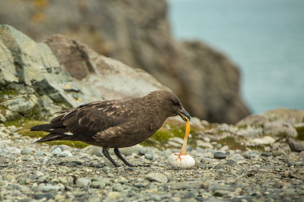 Ave da espécie skua se alimenta de ovo em ilha da Antártica (Foto: Marcelo Jatobá/UnB)