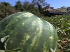 Produtividade e preço da melancia compensam em Goiás