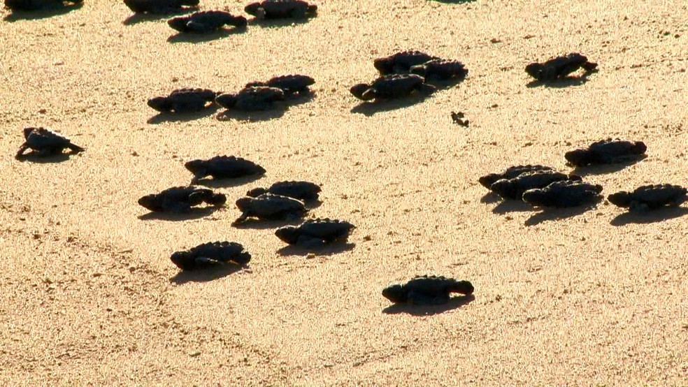 Tartarugas seguindo para o mar, no Espírito Santo — Foto: Arquivo/ TV Gazeta