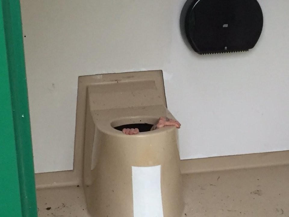 As mãos de Cato para fora do vaso sanitário