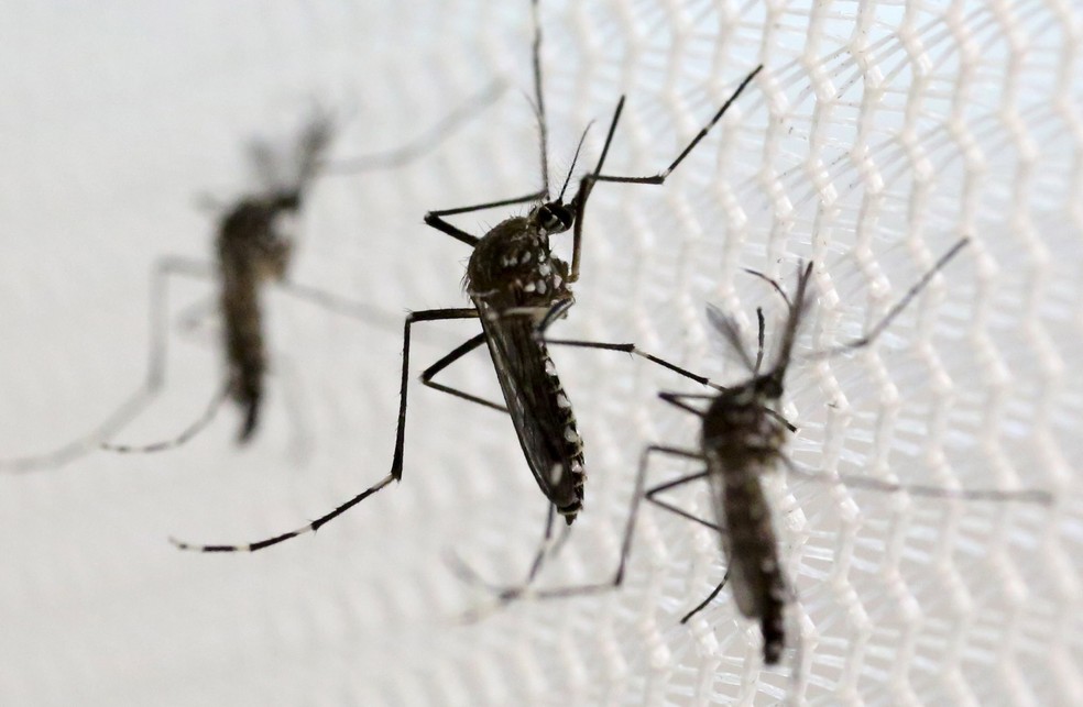 Saúde aponta novo tipo da dengue como um dos fatores para aumento de casos — Foto: Paulo Whitaker/Reuters