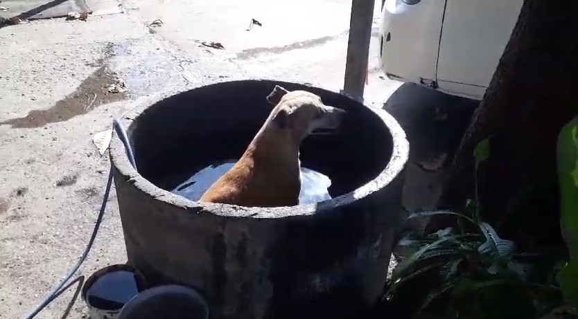 Vídeo: com calor de 40º C no Piauí, cachorro se refresca em 'banheira' ao ar livre 