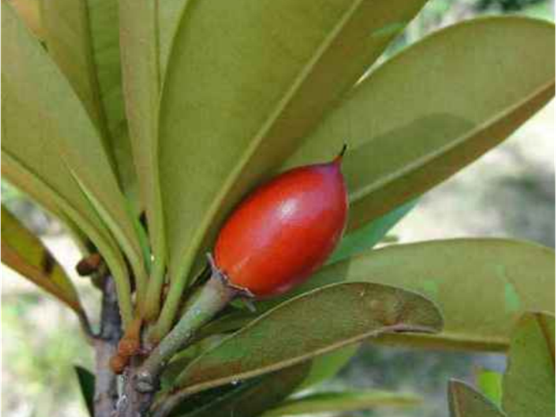 A Massaranduba é uma planta nativa da caatinga e (Foto: Alaxandre Gomes/Insa)