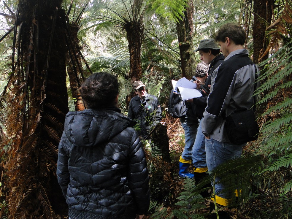 A "Iniciativa Araucária+" atua focada na região Serrana — Foto: Acervo/Divulgação