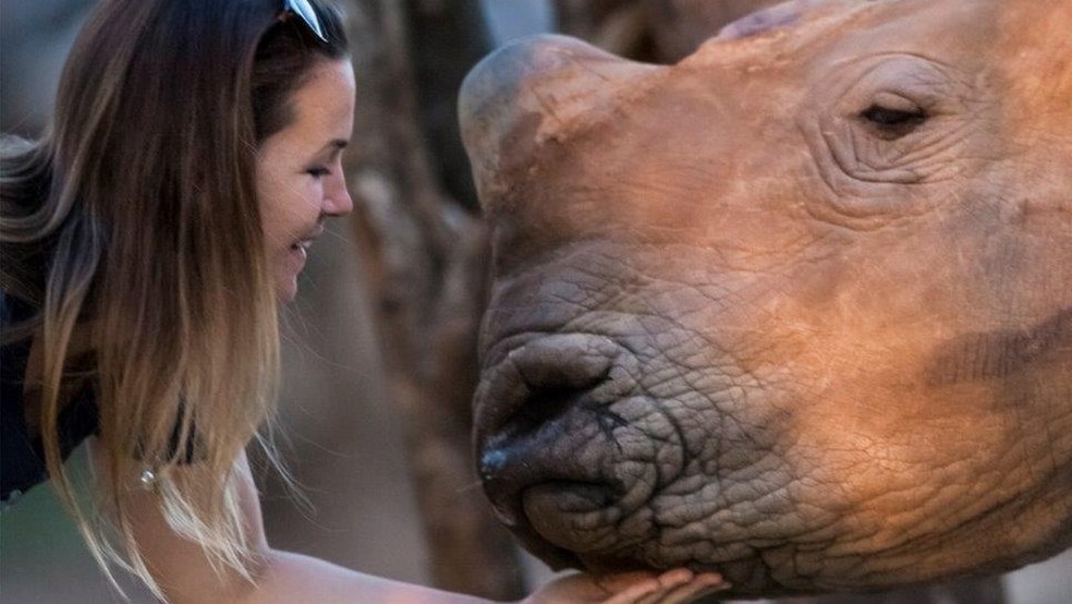 Veterinária faz carinho em rinoceronte cuidado pela organização Rhino Revolution, na África do Sul (Foto: Neil Aldridge)
