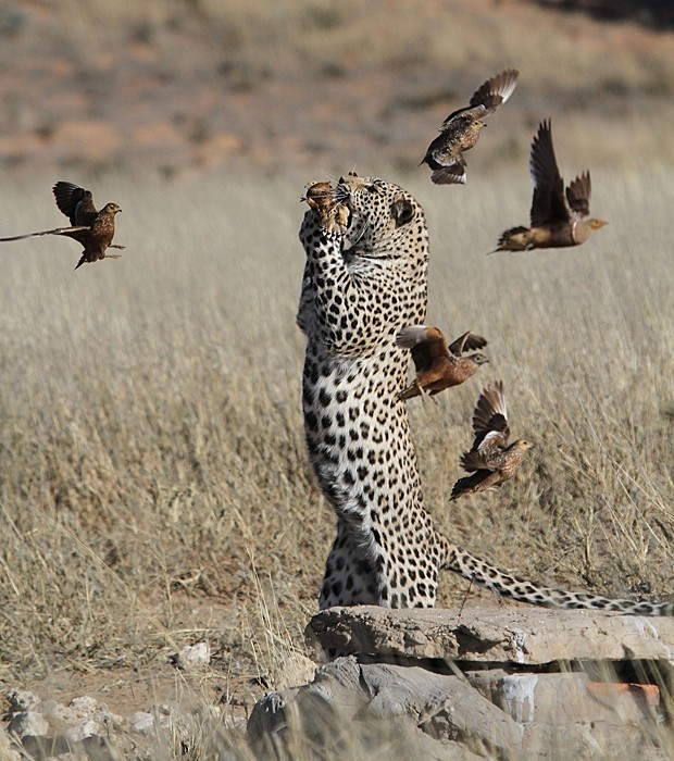 Em setembro, o fotógrafo Matt Prophet registrou o exato momento em que um leopardo saltou e conseguiu capturar seu jantar após um bando de aves voar próximo ao chão. (Foto: Caters)