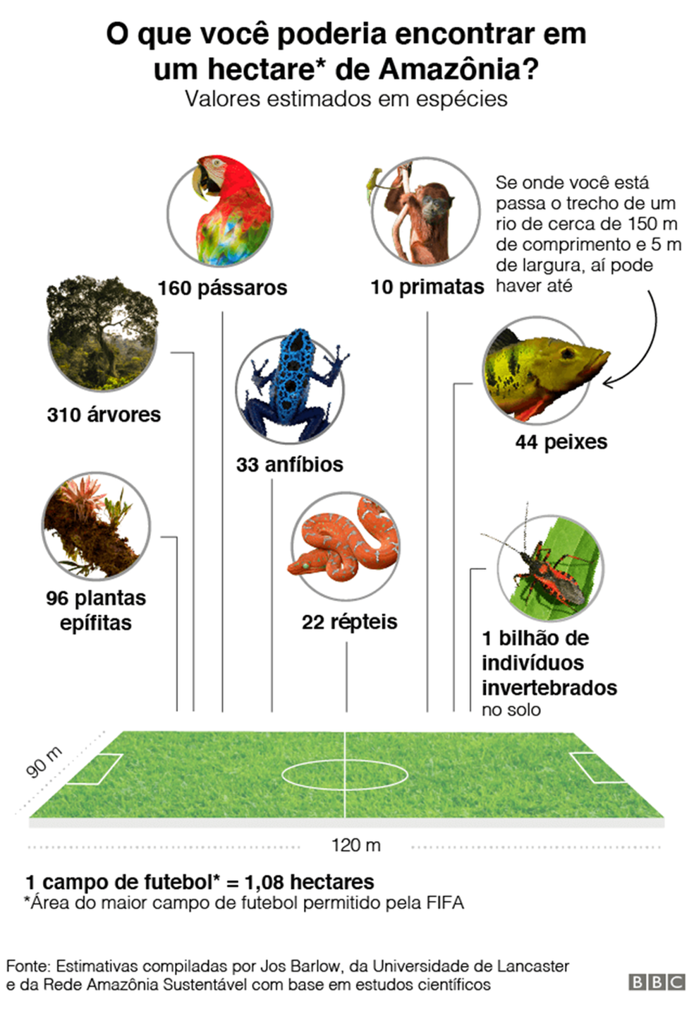 Infográfico da BBC mostra o que é possível encontrar em um hectare de floresta na Amazônia — Foto: Infografia: BBC