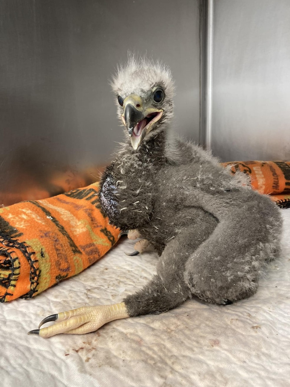 O filhote de águia resgatado com 14 dias após cair do ninho em uma tempestade — Foto: World Bird Sanctuary/Reprodução