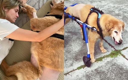 Fernanda Gentil mostra cachorra de cadeira de rodas após ter pata amputada
